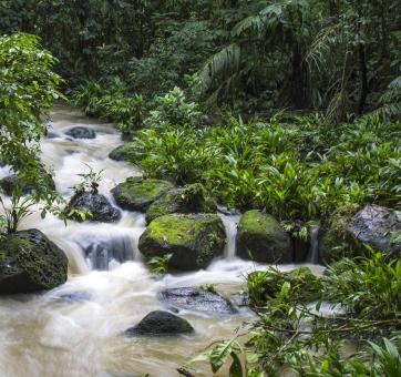 A river flowing downwards over rocks and surrounded by green plants