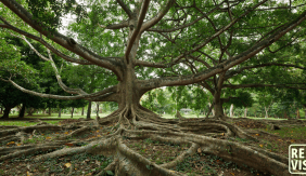 Large old tree with visible roots and the REVISE logo