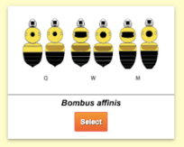 Bee detail for Bombus affinis diagram