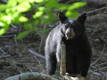 800px Black bears