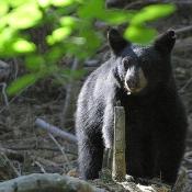 800px Black bears